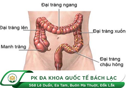 ​   trực tràng