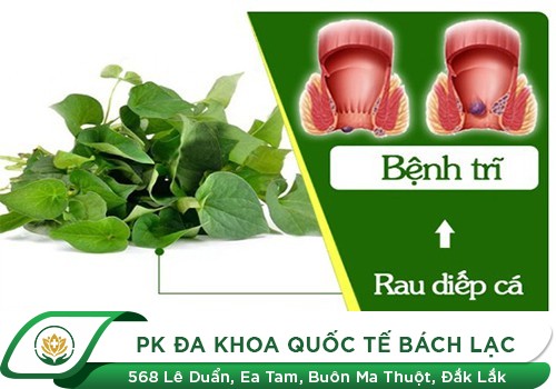 Rau Diếp Cá Có Chữa Được Bệnh Trĩ Hay Không