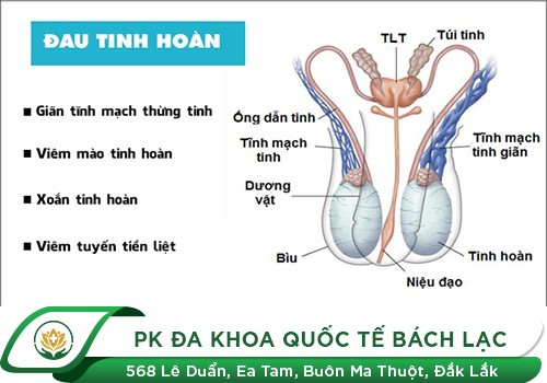 Đau 1 Bên Tinh Hoàn Trái Hoặc Phải Có Gì Khác Nhau