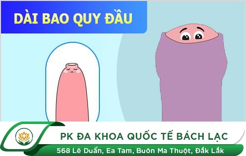 DÀI BAO QUY ĐẦU LÀ GÌ?