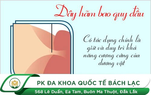 CHỨC NĂNG CỦA DÂY HÃM BAO QUY ĐẦU