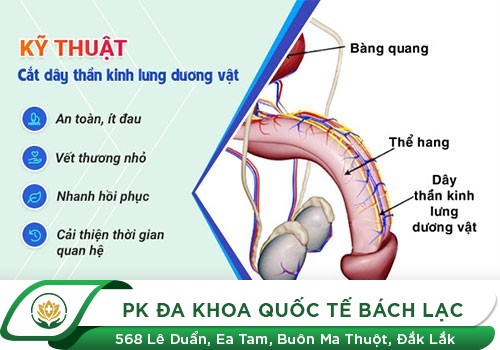 Kỹ thuật chặn dây thần kinh lưng dương vật: