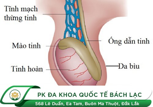 Nam Giới Bị Sưng Đau Ống Dẫn Tinh Là Bệnh Gì