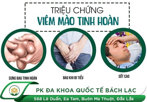 Đặc điểm chính của tình trạng nang mào tinh hoàn?