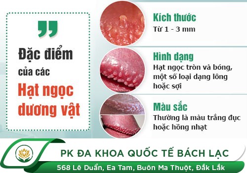 Hình Ảnh Hạt Ngọc Dương Vật Và Cách Trị